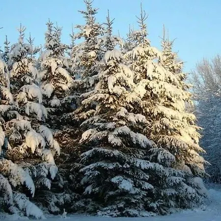 Zolota Pidkova & Forest Apartment