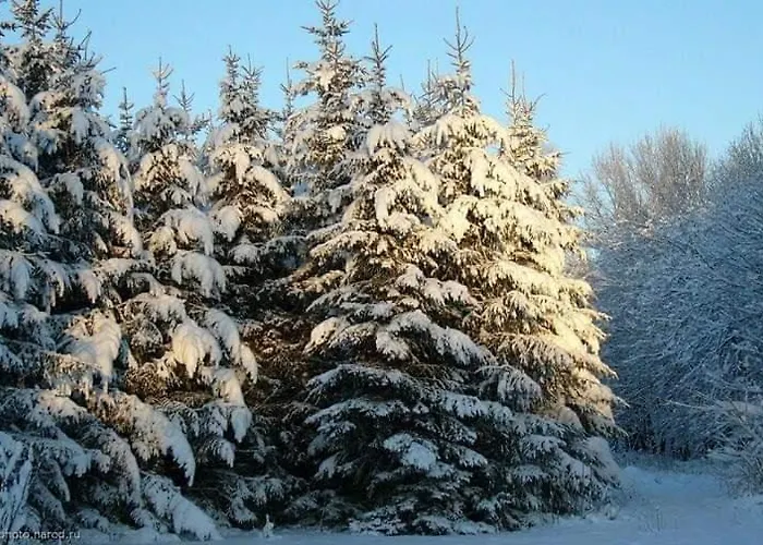 Zolota Pidkova & Forest Appartement